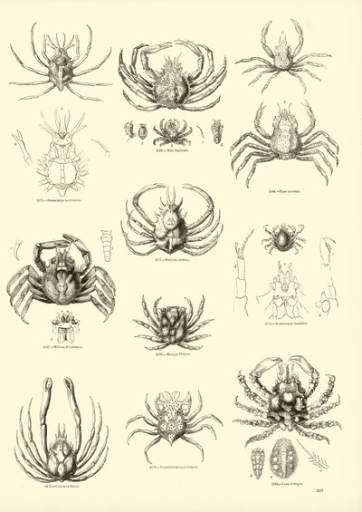 Página de The Pictorial Museum of Animated Nature de English School
