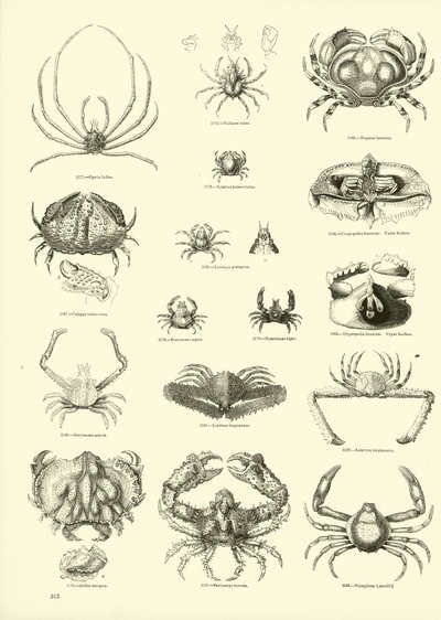 Página de The Pictorial Museum of Animated Nature de English School