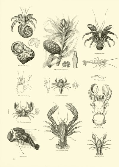 Página de The Pictorial Museum of Animated Nature de English School