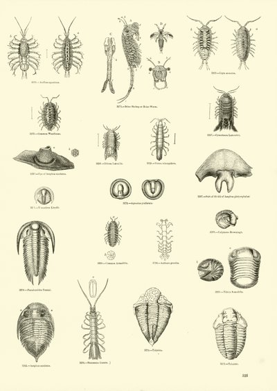 Página de The Pictorial Museum of Animated Nature de English School