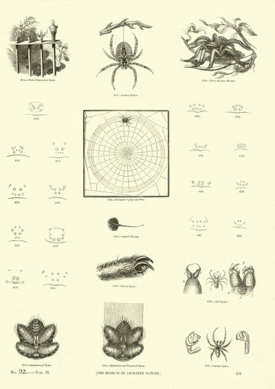 Página de The Pictorial Museum of Animated Nature de English School