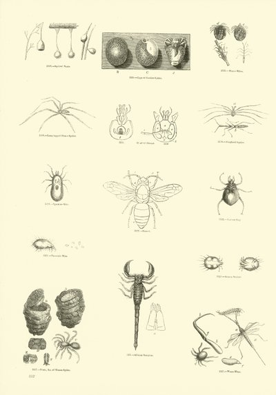 Página de The Pictorial Museum of Animated Nature de English School