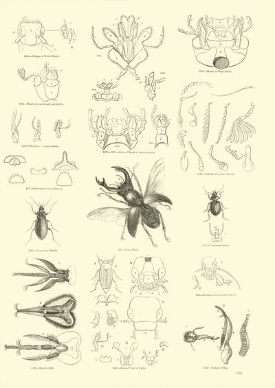 Página de The Pictorial Museum of Animated Nature de English School