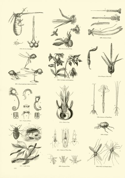 Página de The Pictorial Museum of Animated Nature de English School