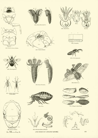 Página de The Pictorial Museum of Animated Nature de English School
