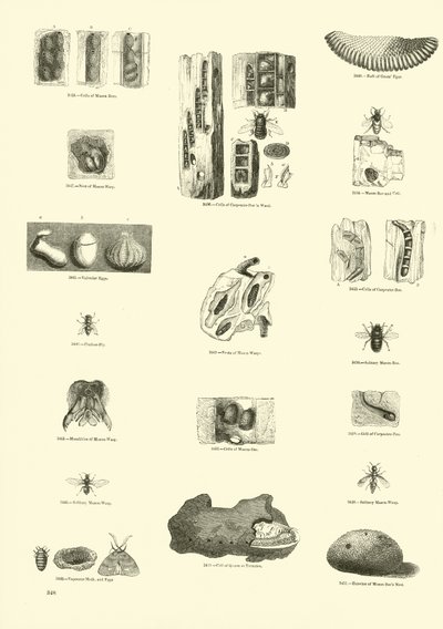Página de The Pictorial Museum of Animated Nature de English School