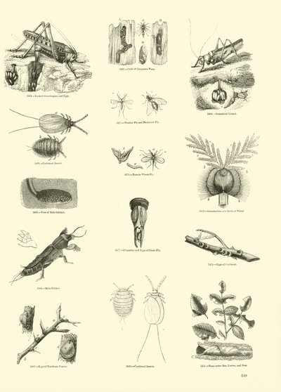 Página de The Pictorial Museum of Animated Nature de English School