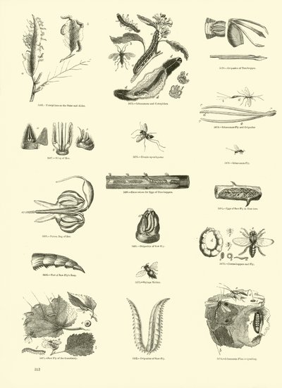 Página de The Pictorial Museum of Animated Nature de English School