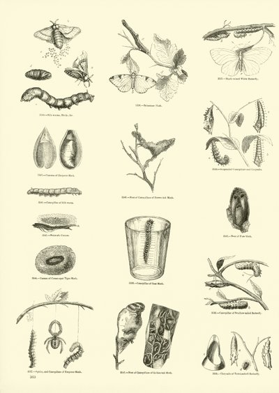 Página de The Pictorial Museum of Animated Nature de English School