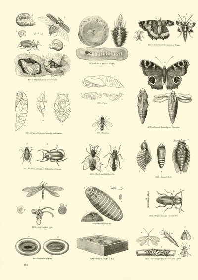 Página de The Pictorial Museum of Animated Nature de English School