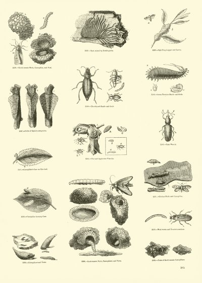 Página de The Pictorial Museum of Animated Nature de English School