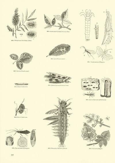Página de The Pictorial Museum of Animated Nature de English School