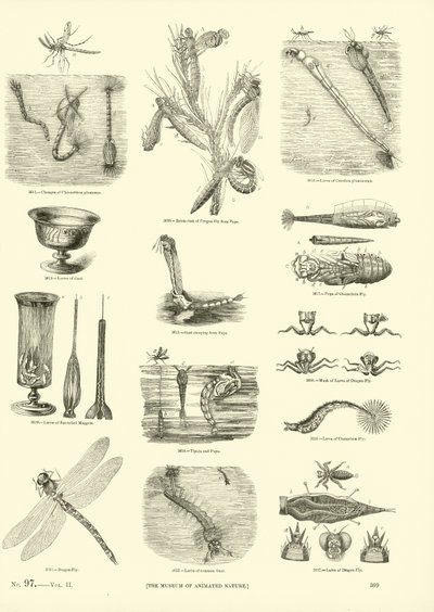 Página de The Pictorial Museum of Animated Nature de English School