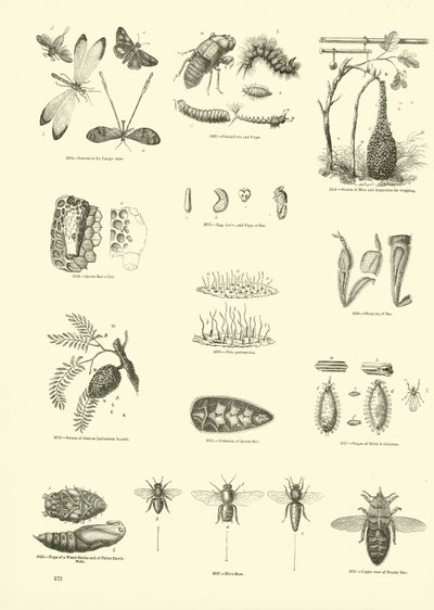 Página de The Pictorial Museum of Animated Nature de English School