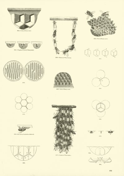 Página de The Pictorial Museum of Animated Nature de English School