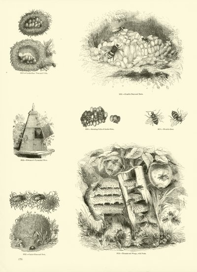 Página de The Pictorial Museum of Animated Nature de English School
