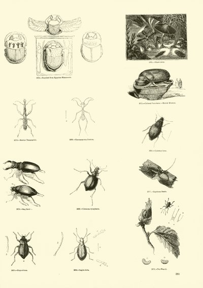 Página de The Pictorial Museum of Animated Nature de English School