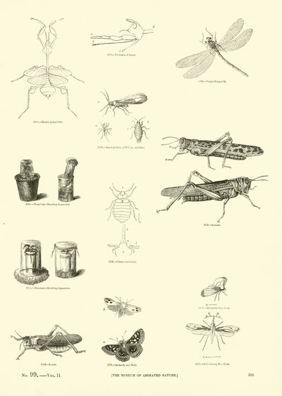 Página de The Pictorial Museum of Animated Nature de English School