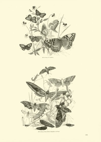 Página de The Pictorial Museum of Animated Nature de English School