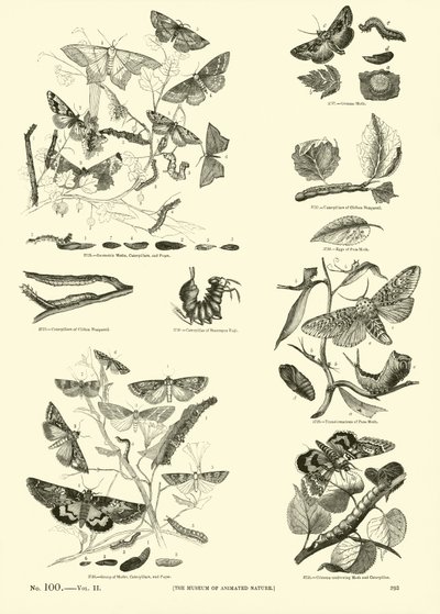 Página de The Pictorial Museum of Animated Nature de English School