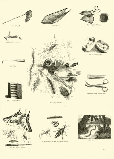 Página de The Pictorial Museum of Animated Nature de English School