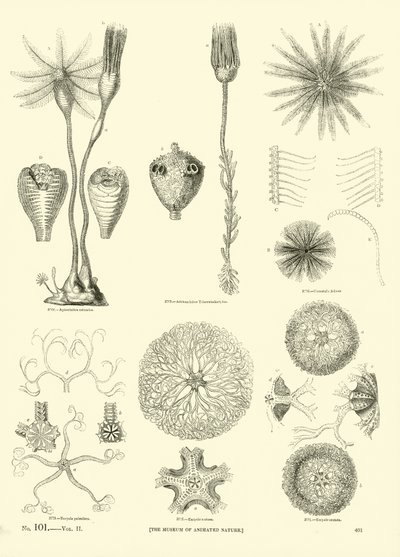 Página de The Pictorial Museum of Animated Nature de English School