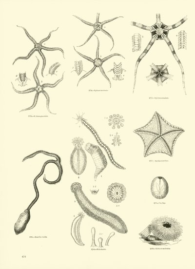 Página de The Pictorial Museum of Animated Nature de English School