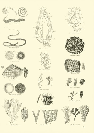 Página de The Pictorial Museum of Animated Nature de English School
