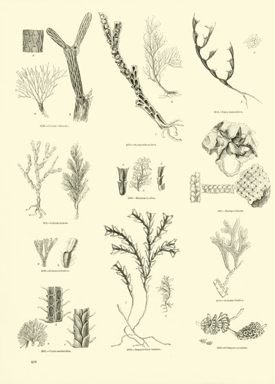 Página de The Pictorial Museum of Animated Nature de English School