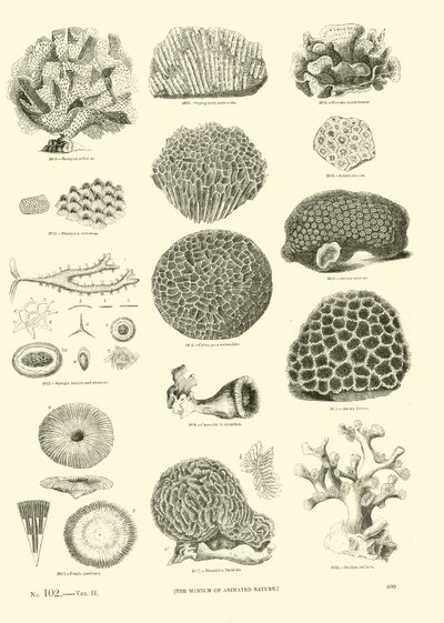 Página de The Pictorial Museum of Animated Nature de English School