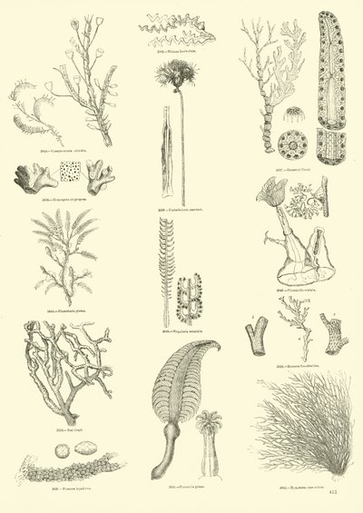 Página de The Pictorial Museum of Animated Nature de English School