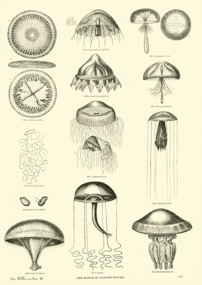 Página de The Pictorial Museum of Animated Nature de English School