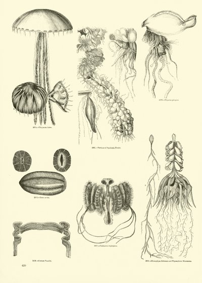 Página de The Pictorial Museum of Animated Nature de English School