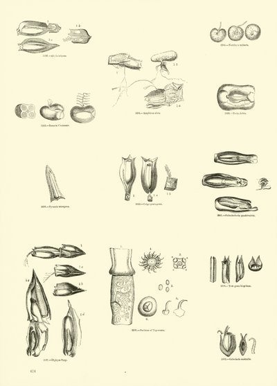 Página de The Pictorial Museum of Animated Nature de English School