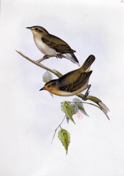 Par de Certhidea Olivacea, ilustração da Zoologia da Viagem do HMS Beagle, 1832-36, por Charles Darwin (1809-92), 1840 de English School