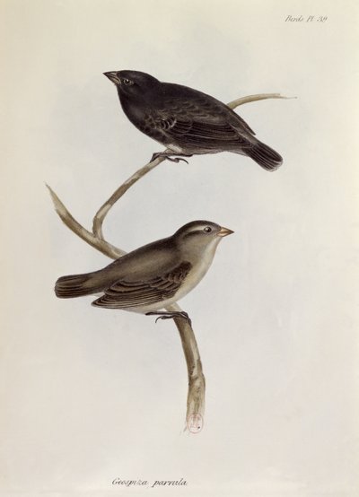Par de Geospiza Parvula, ilustração da Zoologia da Viagem do HMS Beagle, 1832-36, por Charles Darwin (1809-92), 1840 de English School