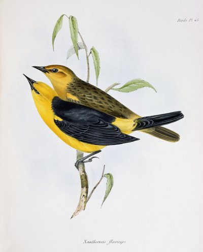 Par de Xanthornus Flaviceps, ilustração da Zoologia da Viagem do HMS Beagle, 1832-36, por Charles Darwin (1809-92), 1840 de English School