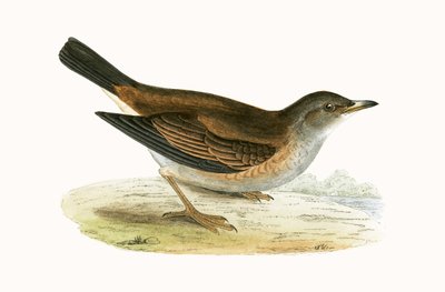 Pale Thrush, ilustração de "Uma História das Aves da Europa Não Observadas nas Ilhas Britânicas", de Charles Robert Bree (1811-1886), publicada em 1867 de English School