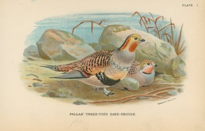 Sand-Grouse de três dedos de Pallas de English School