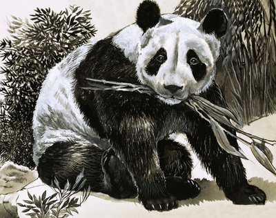 Panda de English School