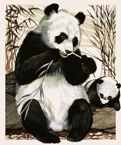 Panda e filhote de English School