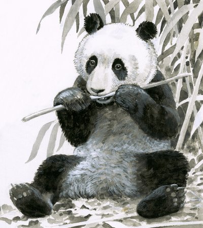 Panda mastigando bambu de English School
