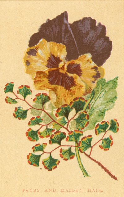 Pansy e Maiden Hair de English School