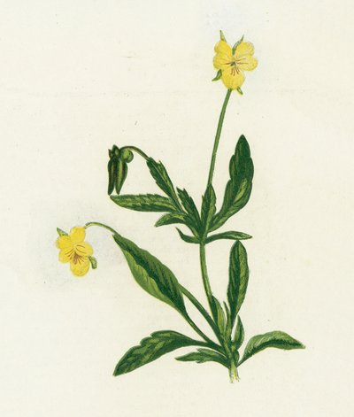 Amor-perfeito, ou Heartsease, Viola Tricolor de English School