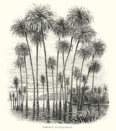 Papyrus Antiquorum (gravura) de English School