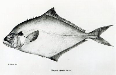 Paropsis Signata, prato 13 de "A Zoologia da Viagem do HMS Beagle, 1832-36" de Charles Darwin de English School