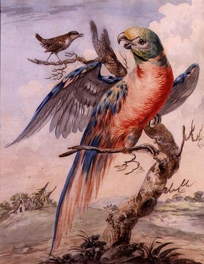 Papagaio (aguarela sobre papel) de English School