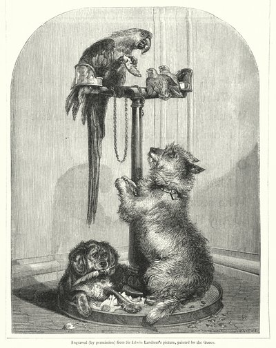Papagaio e cães (gravura) de English School