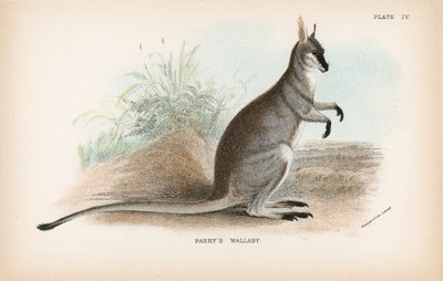 Wallaby Parry de English School