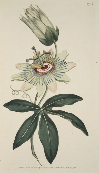 Passiflora Coerulea (flor comum da paixão), do Magzaine botânico ou do jardim de flor indicado, bar. 1786 (gravura colorida à mão) de English School